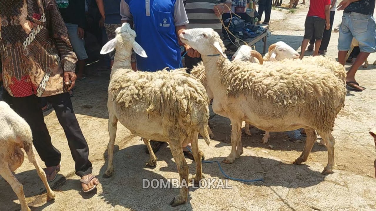 LUCU PENJUAL DOMBA DI PASAR PON AMBARAWA🔥🔥🔥