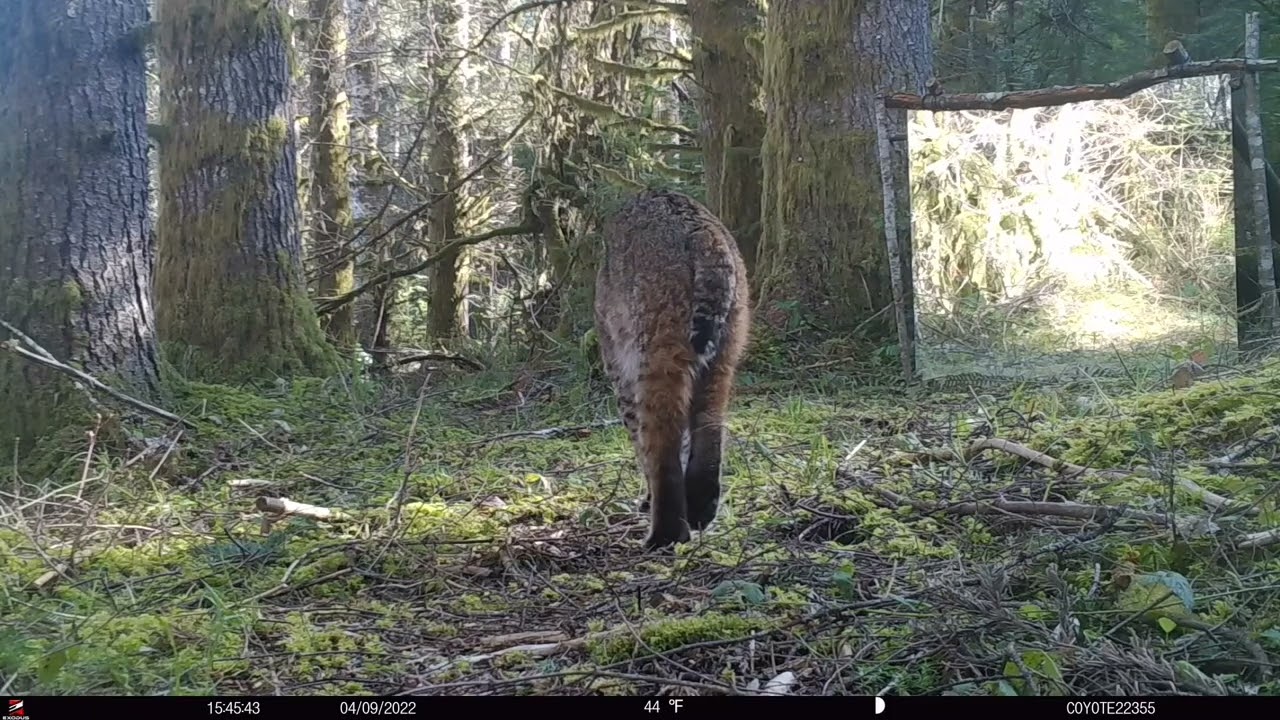 Bobcat vs the mirror