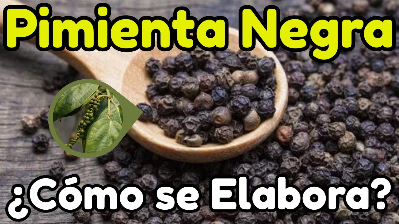 &iquest;C&oacute;mo se Elabora la PIMIENTA NEGRA?🌱 | De la BAYA a la ESPECIA