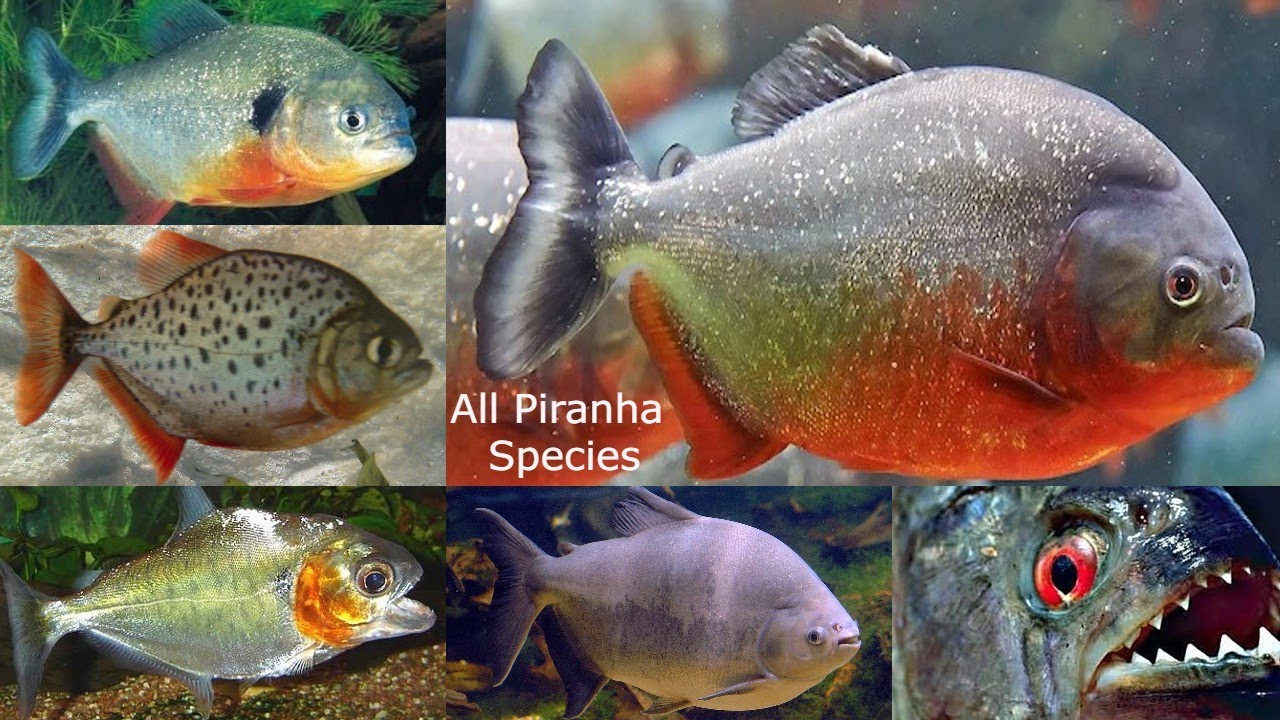 All Piranha species / types of piranha / piranha species / aggressive dangerous fish species