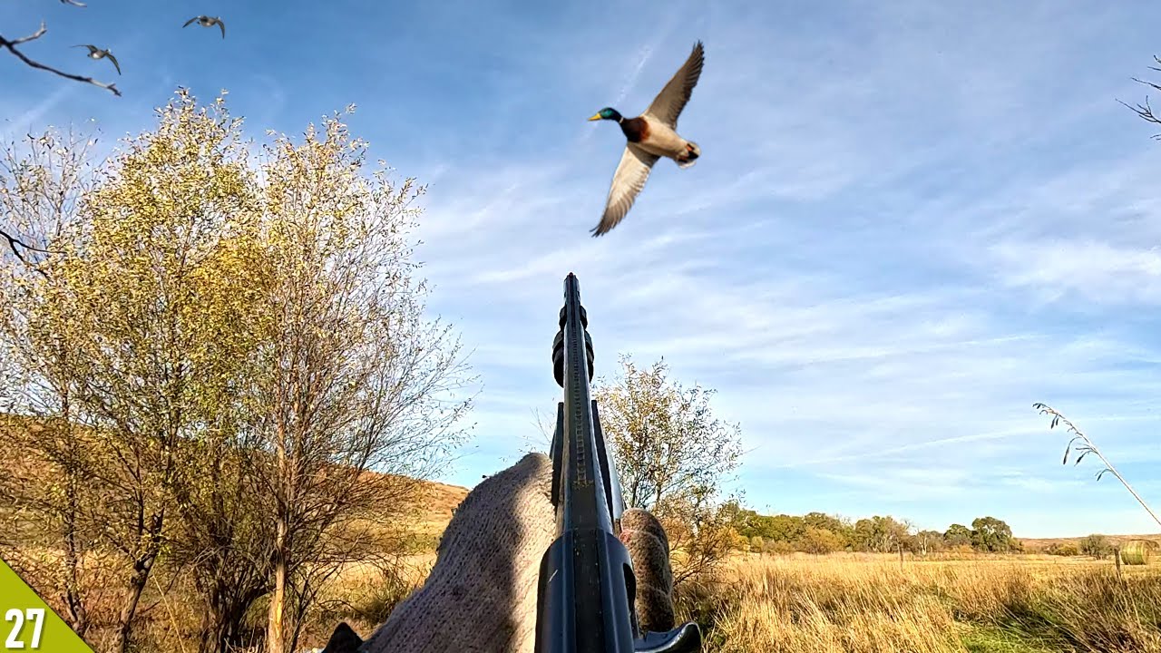 LIMITED OUT on Ducks in a NEW SPOT (All Drakes) | Solo Duck Hunt