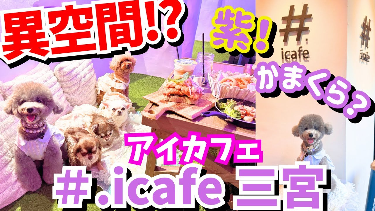 こんなカフェ初めて💦異世界空間に愛犬と行ったらすごすぎた💜#.icafe 神戸三宮