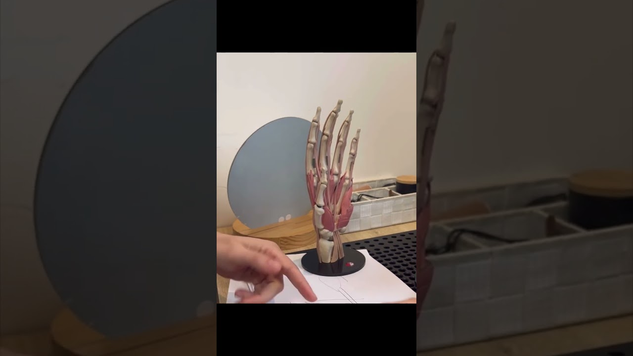 Explications pour les patients de la section des tendons fléchisseurs