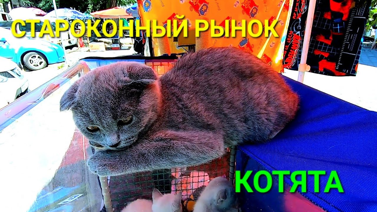 Староконный рынок коты. Классные котята. Одесса и животные. Позитив для Вас. Птичий рынок #зоотроп