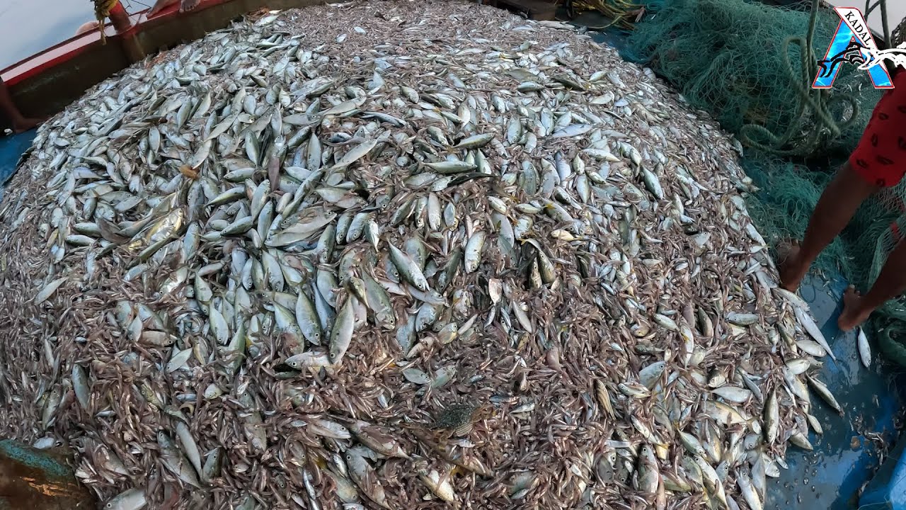 Big Catch Fishing in The Deep Sea With Big Boat | KADAL