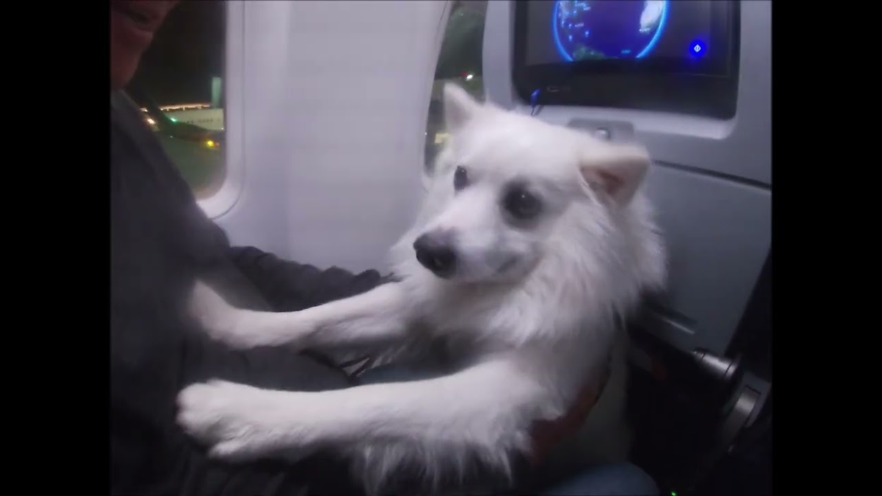 sfo to lax then las with a dog cutee passenger