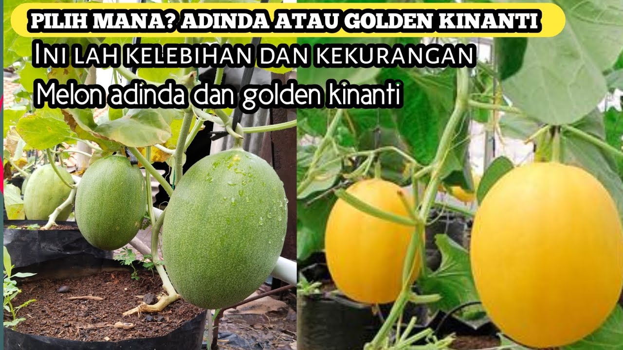 Perbedaan melon golden kinanti dan adinda di usia 55 HSt.mana yang lebih tahan jamur