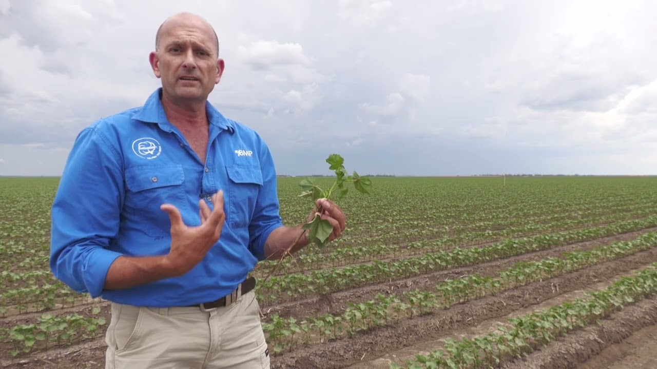 What is 'first square' in cotton?