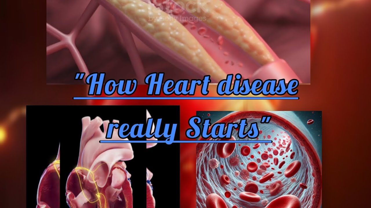 Human Cardiovascular System | Physiology | Cardiovascular Diseases | Healthy vs Unhealthy Eating🍪😊