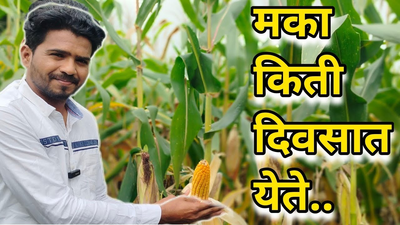 मका किती दिवसात येते | मका किती दिवसात निघते | maka kiti divsat yete | #PracticalFarming #maize 