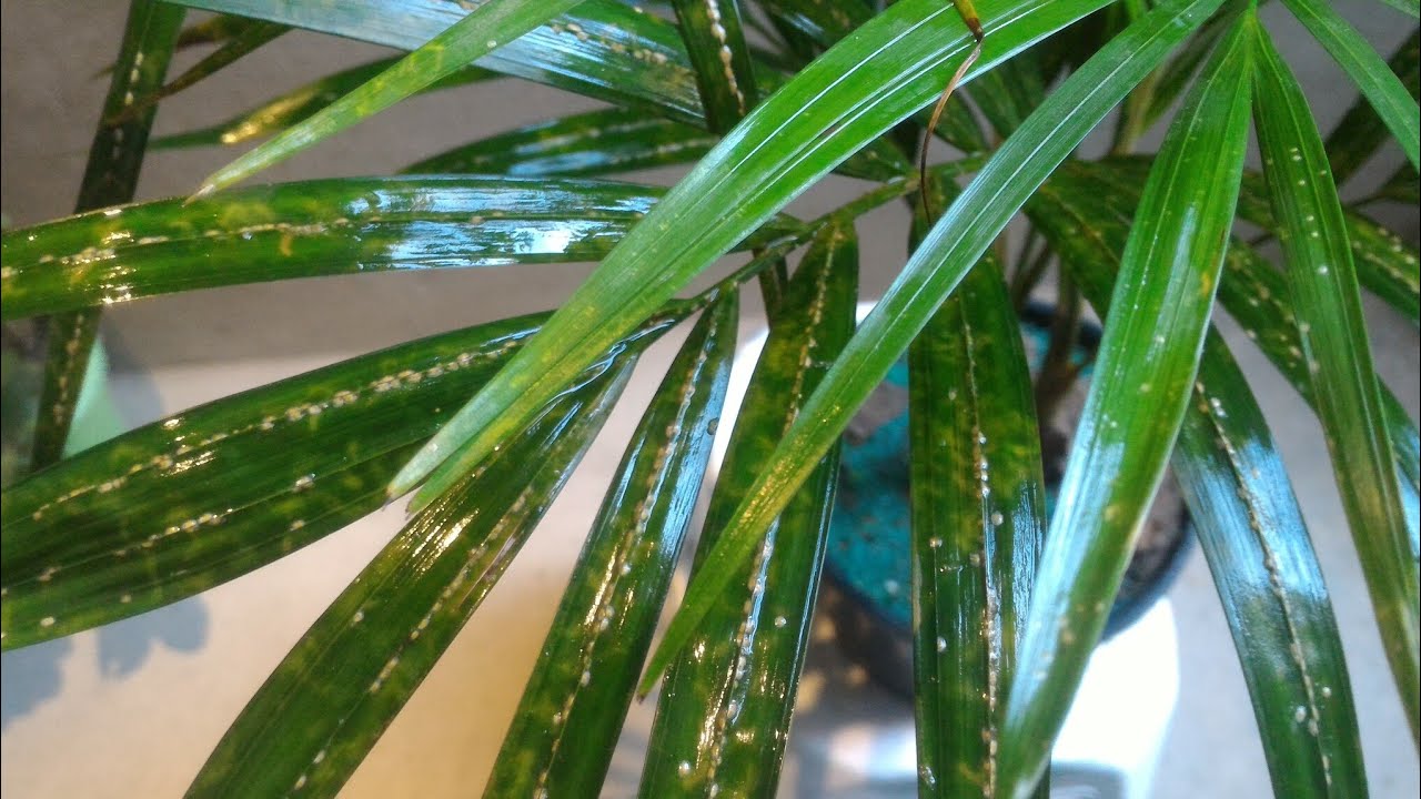 Palmeira Areca-bambu: vejam só isso 😱 #youtubedivulganós