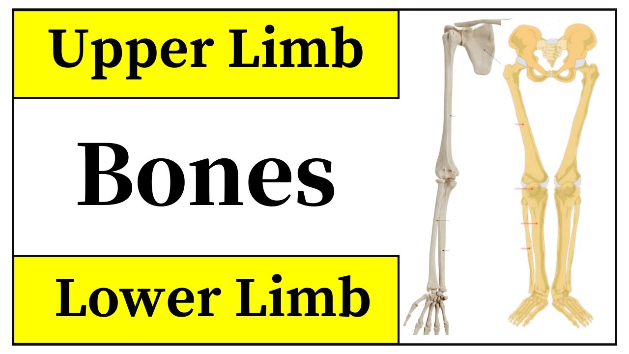 Bones Of Upper And Lower Limb Anatomy || Upper And Lower Extremities || Humerus Anatomy