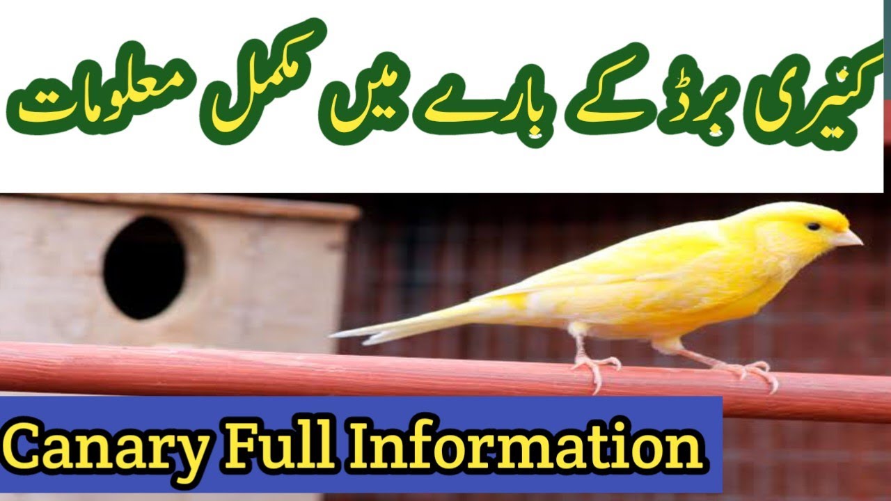 Canary Bird | Full Information| Breeding Tips | Male/Female ki pehchan | Urdu/Hindi | Crazy Birds