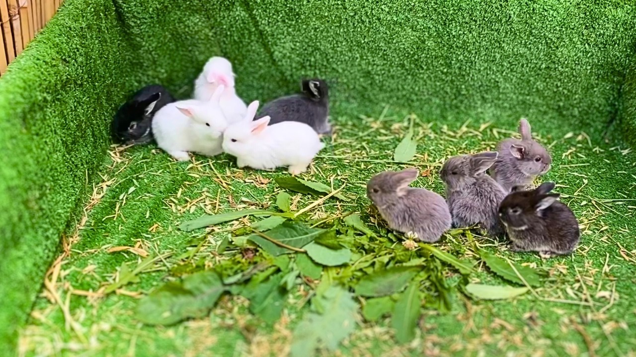 20 minutes of Adorable Baby Rabbits! | No Background Music | Relaxing