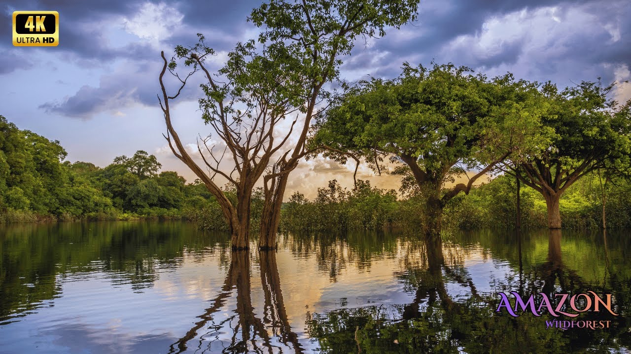 Amazon 4K - A Visual Archive of the Amazon