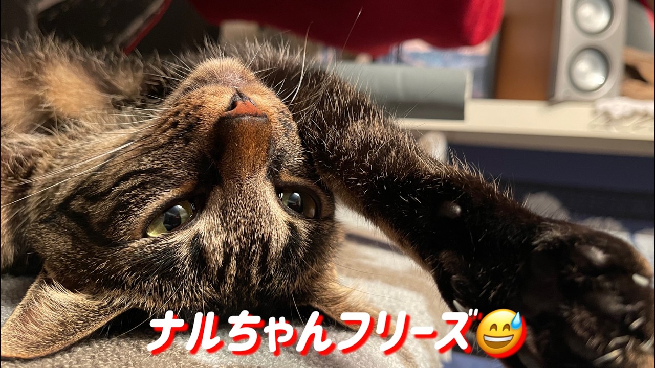 ナルちゃん元気に遊んで、フリーズします。