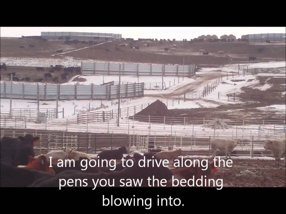 One Nebraska Feedlot in Winter.wmv