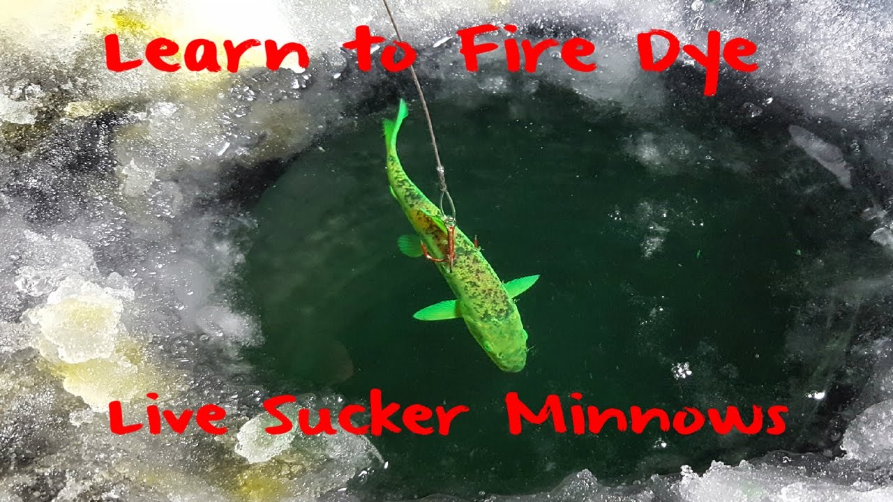 How to Fire Dye Sucker Minnows