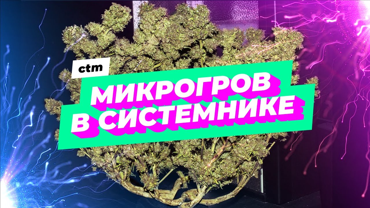 Dzagi репорт | Blue Dream CBD от Humboldt | микрогров в системнике | 231г.