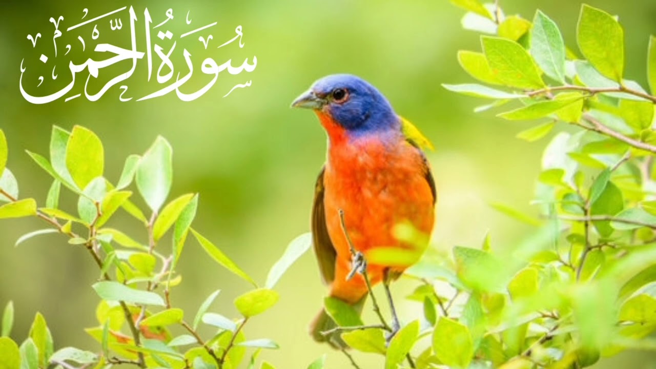 سورۃ الرحمن مکمل تلاوت | Female Voice Full Arabic Tilawat | Surah Rahman Heart Touching