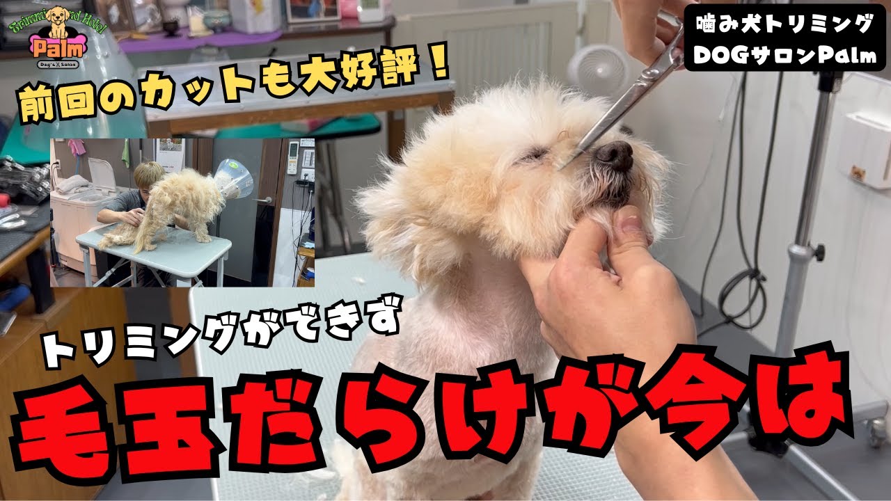 テレビでも放映された毛玉だらけのポメプーの噛み犬トリミング第２段！