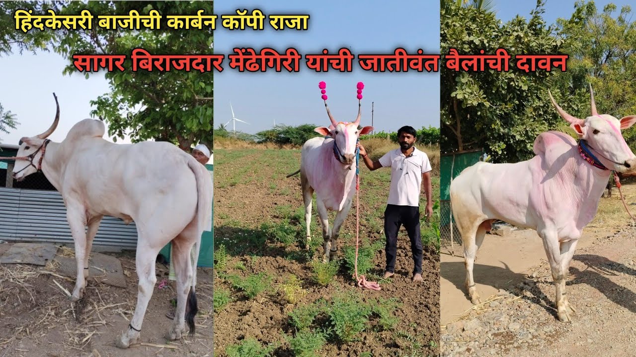 सागर बिराजदार यांचा 💪हिंदकेसरी बाजी,राजा आणि हिंदकेसरी बुलेट 👑#cow #bullfarm #bull 
