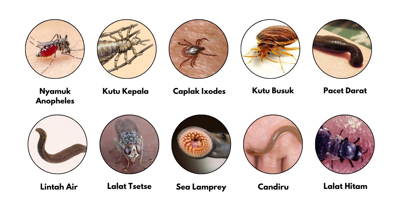 Semua Hewan Penghisap Paling Mengerikan dan Mematikan Dijelaskan dalam 8 Menit!