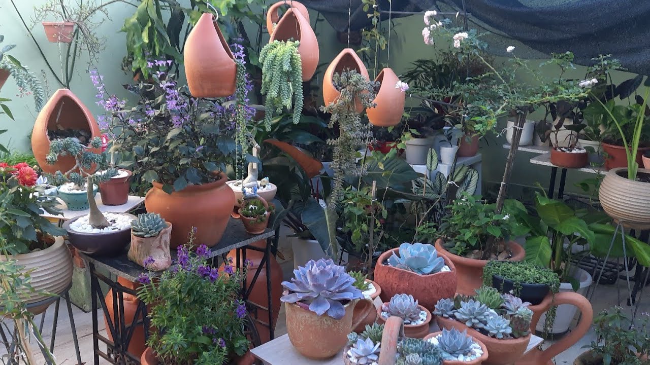 Quantos vasos de plantas eu tenho(desafio)