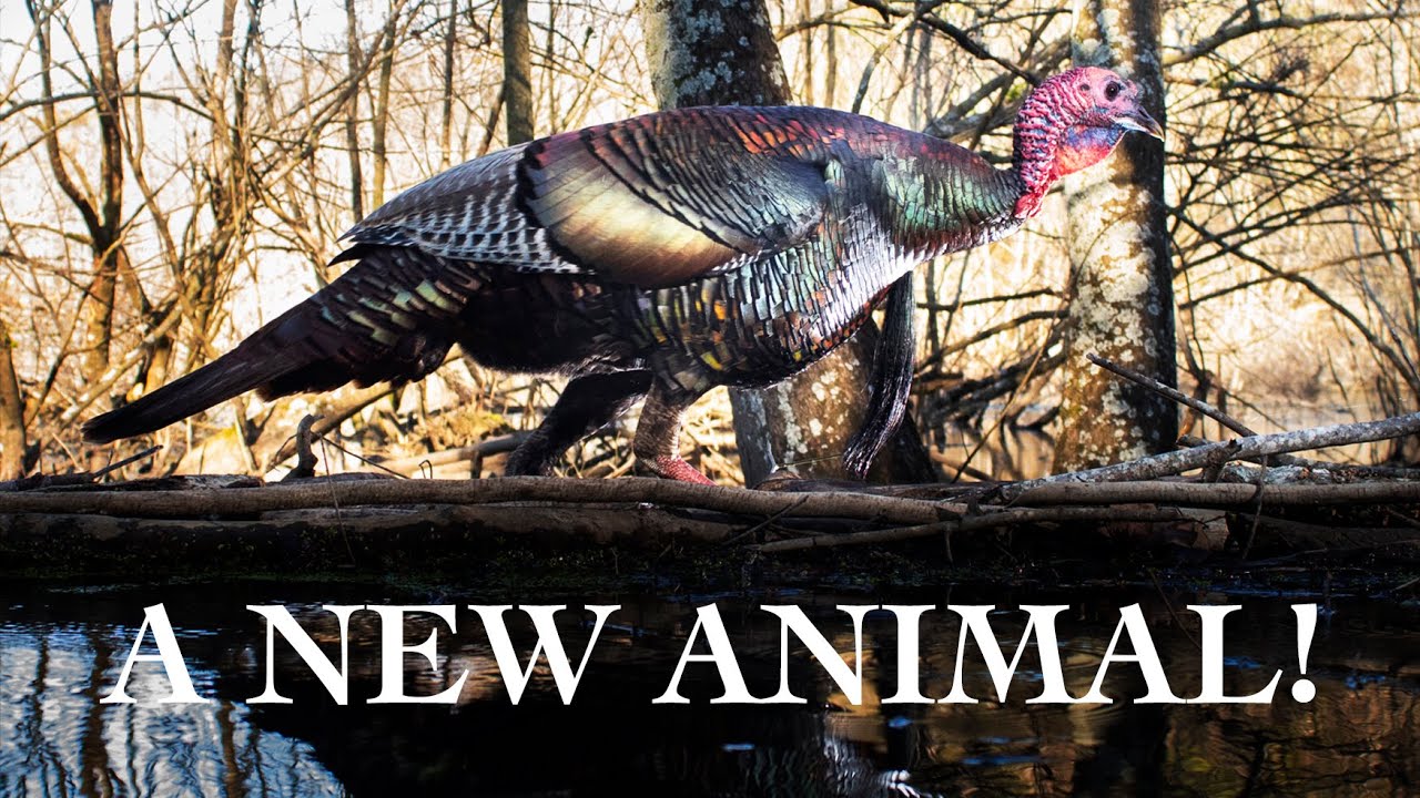 A New Animal on the Camera Trap! | DSLR CAMERA TRAP