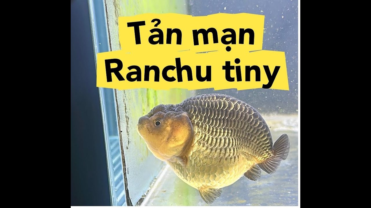 Tản mạn Ranchu Tiny tail - hot trend 2024