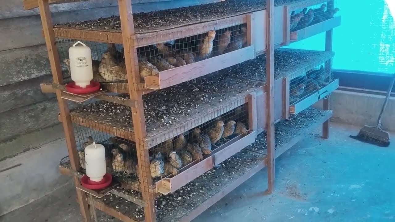 Ternak burung puyuh di kampung,hasil memuaskan 🤭🤭