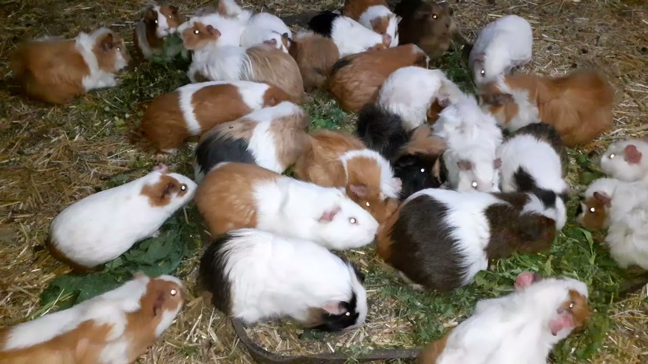 Ginepig Kobay Guineapig bakım ve üretim