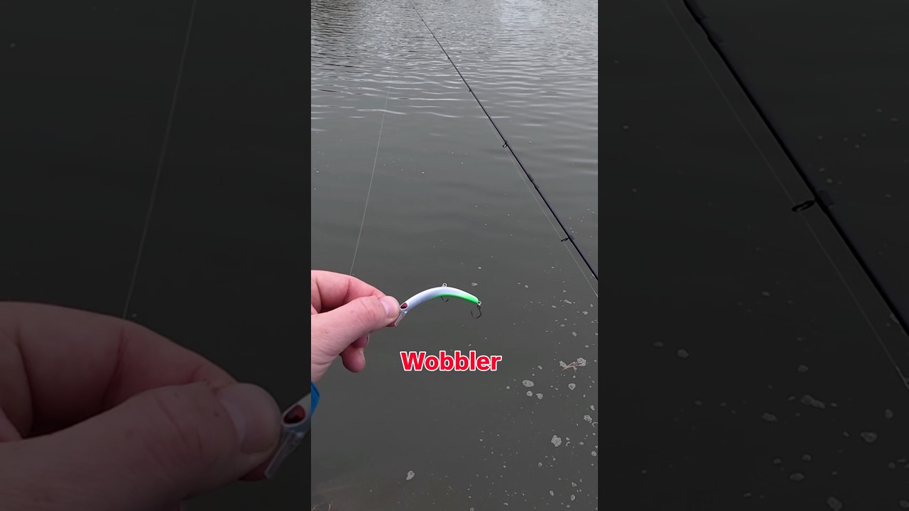 Tumbling Banana bringt Forelle #forelle #trout #fishing
