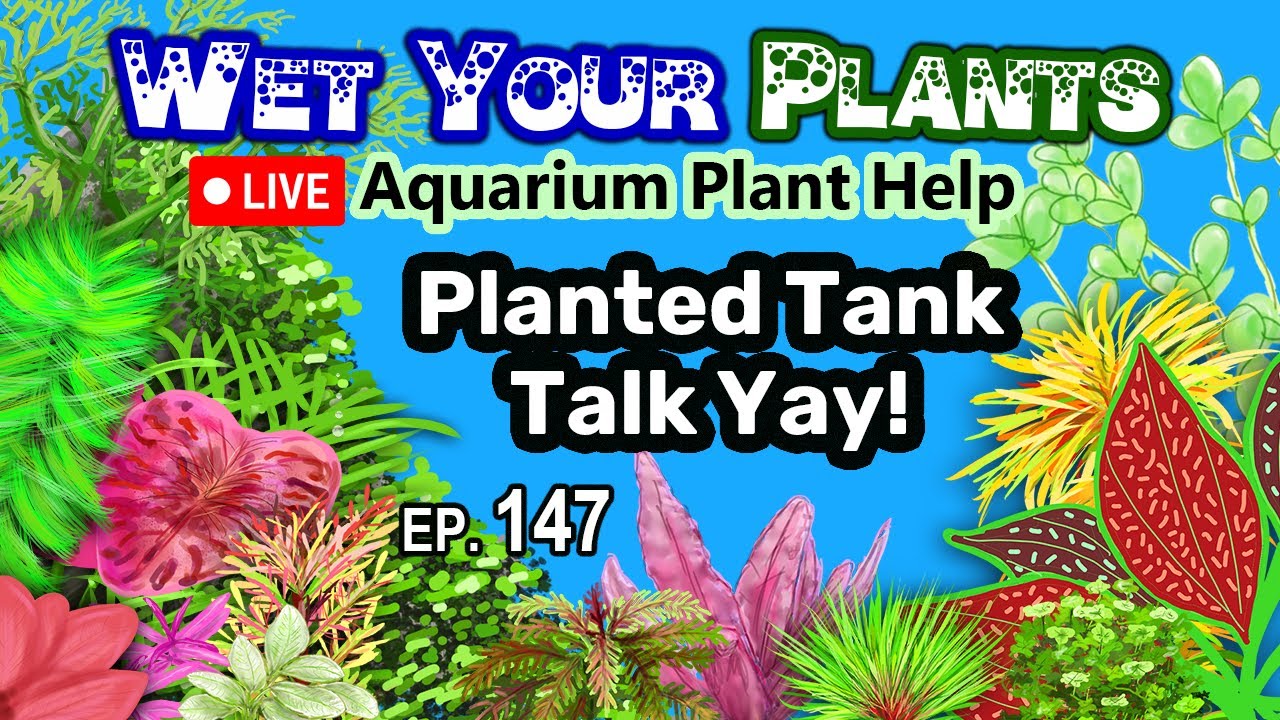 Aquarium Plant Advice, Q&A, and whatever else (WYP 147)