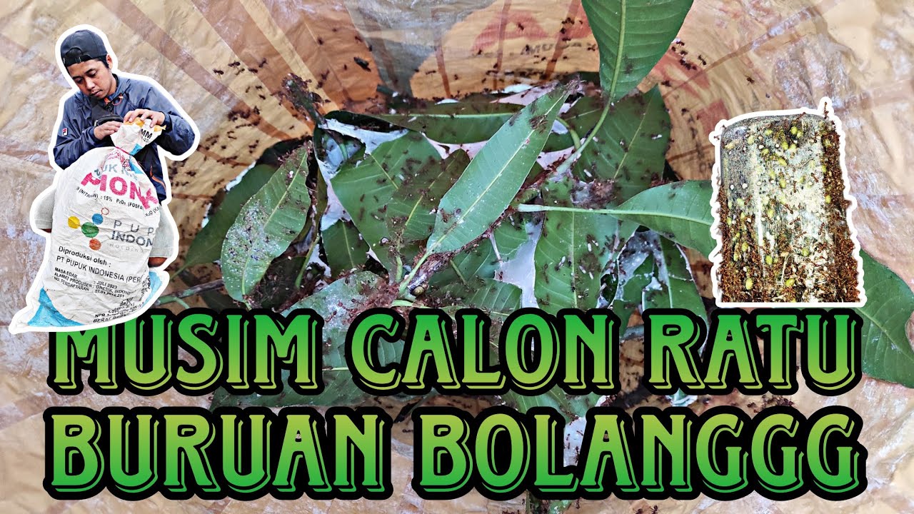 Mumpung Musim Gaskan Bolang