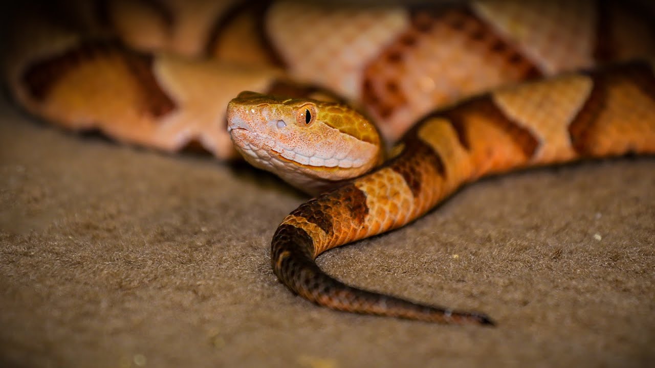 What Does A Copperhead Snake Look Like?