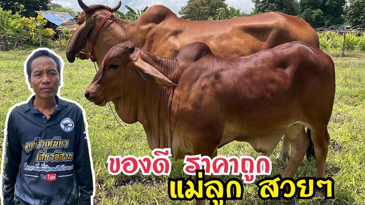 ทีเด็ดคอกวัวหมอลำตี่(EP.17)  โทรก่อนได้ก่อน วัวท้องแม่ลูกสวยๆ ซื้อ2ได้3  จับต้องได้ ไม่แพง@สารคาม