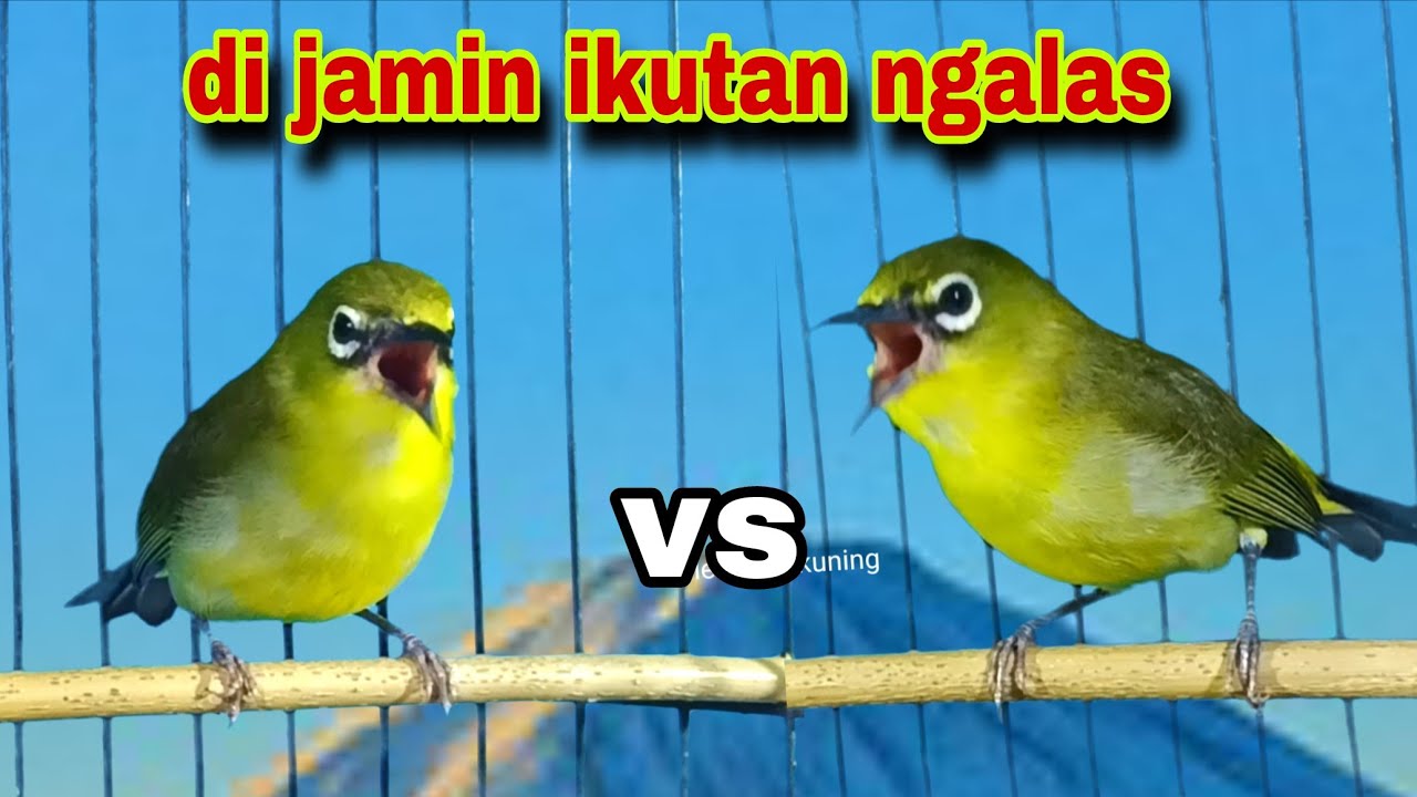 Pleci Ngalas Manggil Pleci lain || Pleci Gacor Nembak Memancing lawan