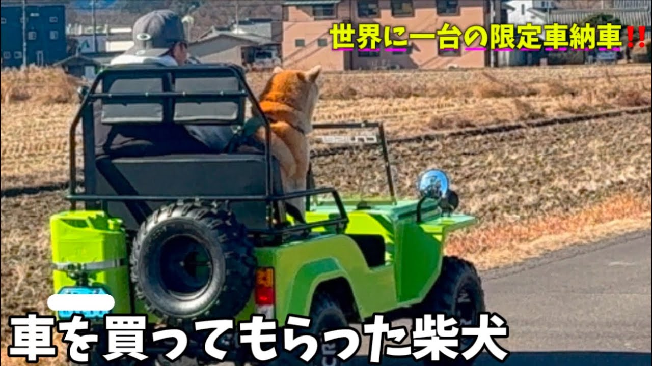 【納車】パパとママからサプライズで本物の車を買ってもらった柴犬とハスキーの反応が面白すぎました