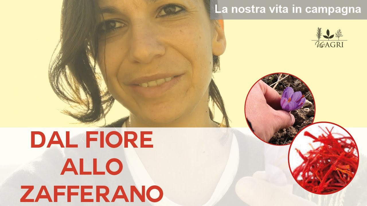 Come si raccoglie e come si usa lo zafferano!