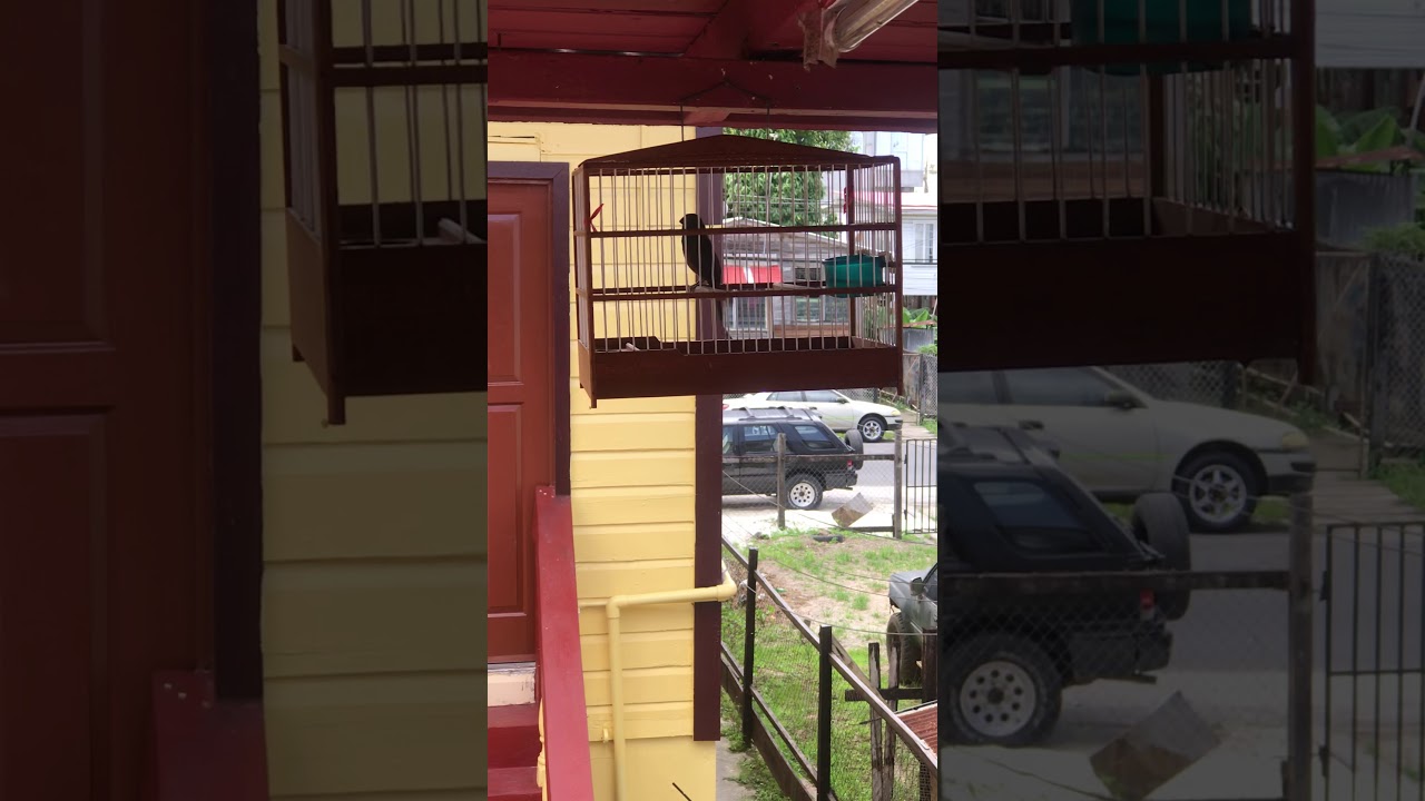 Towa Towa (B.MOORE 2) sweet whilst