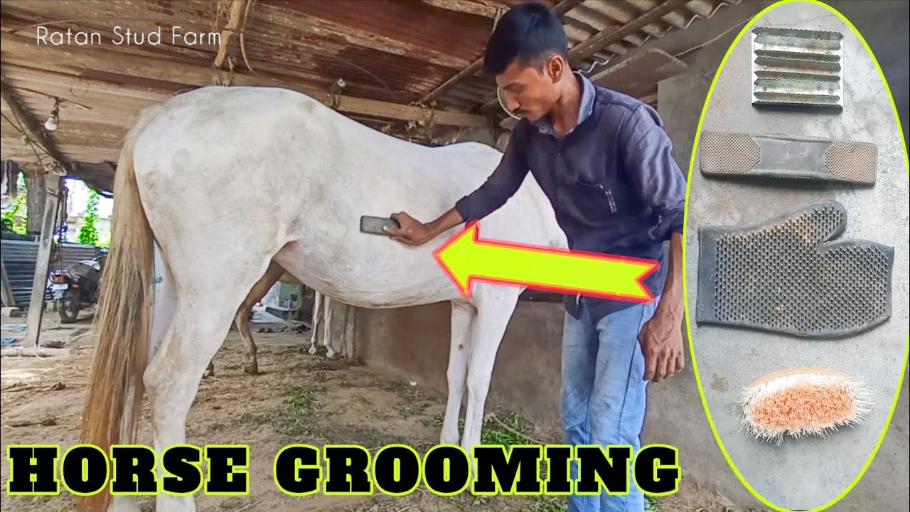 Horse Grooming Hindi 