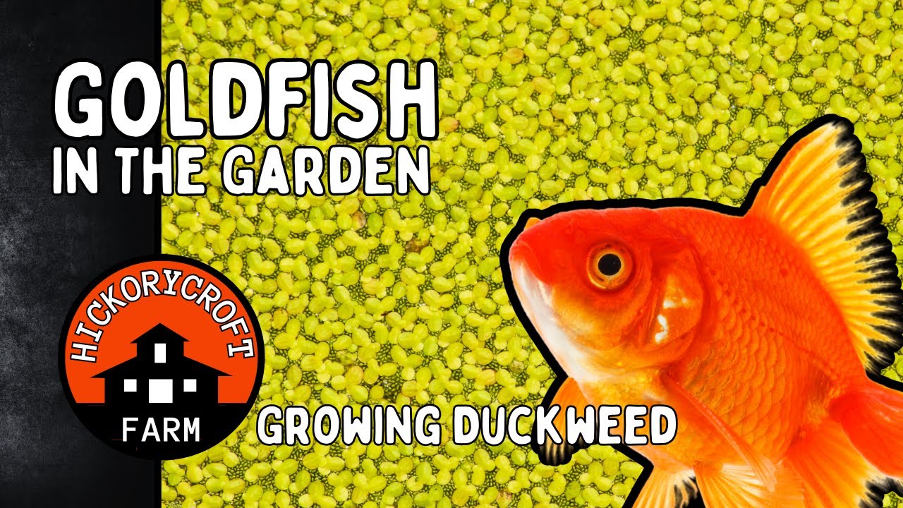 GOLDFISH in the GARDEN: Growing Duckweed As Goldfish Feed and Chicken Feed