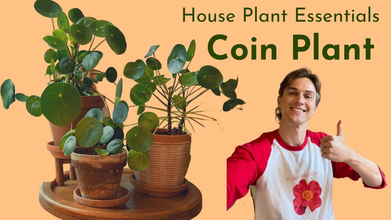 Пилея пеперомиевидная (Pilea peperomioides) — комплексный уход — основы комнатных растений — как ...