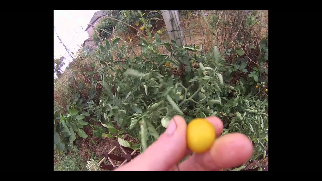 korAkor Tv #92: Visite du jardin