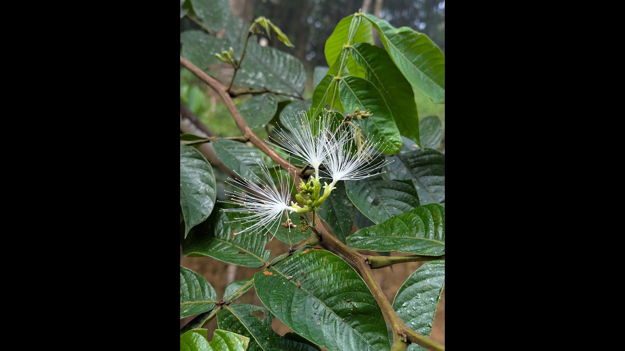 Exotic fruit garden from western ghat!