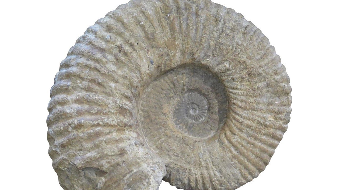 Biostratigraphy