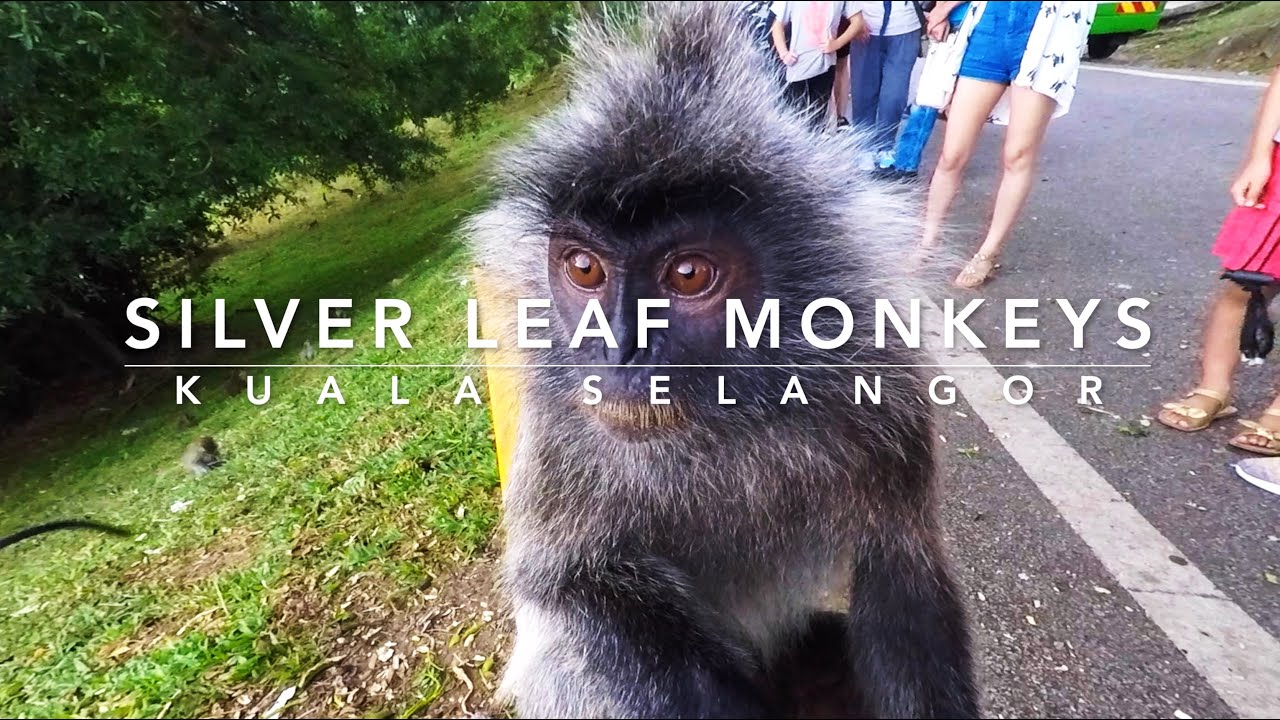 Kuala Selangor - Silver Leaf Monkeys (part one) - Silvery Lutung - Silvery Langur - Animals Malaysia
