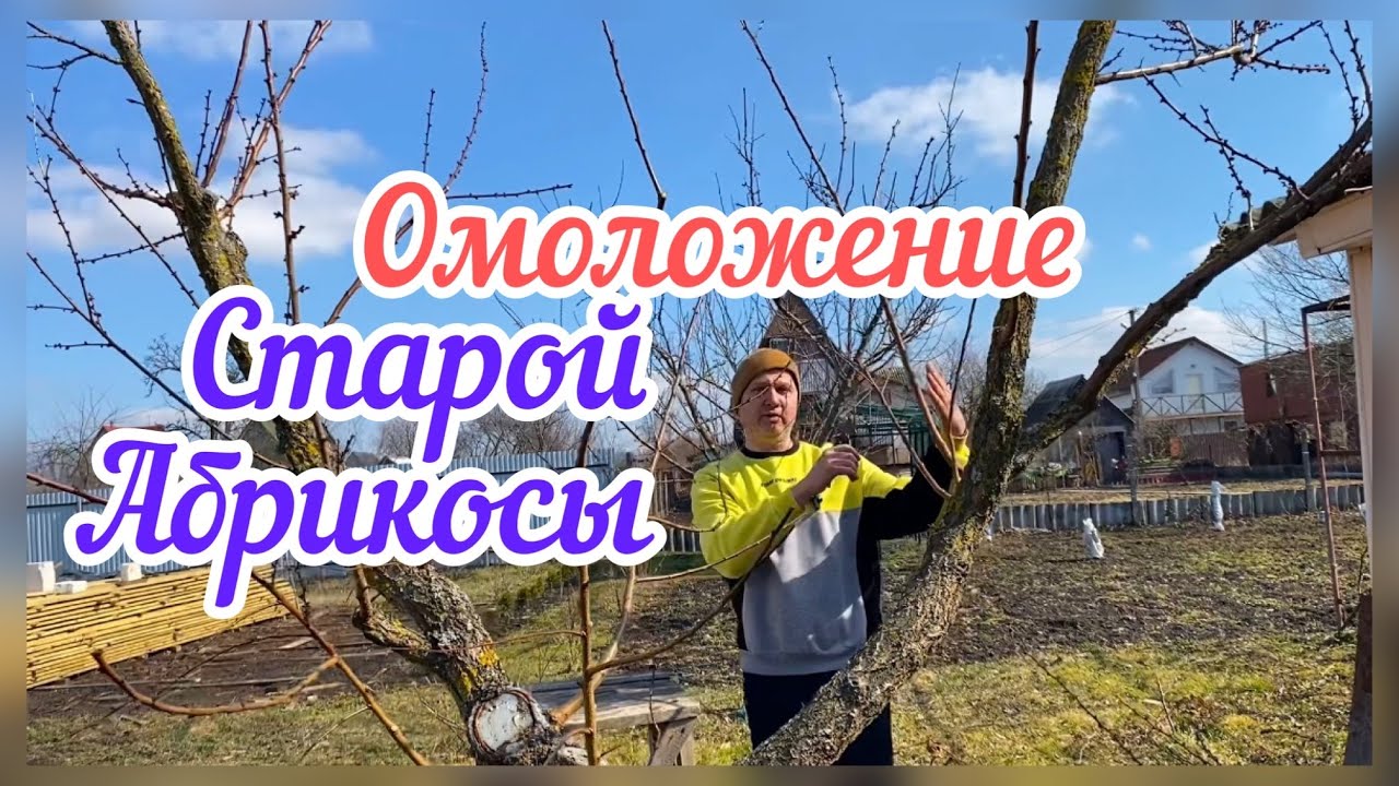 Как понизить абрикос