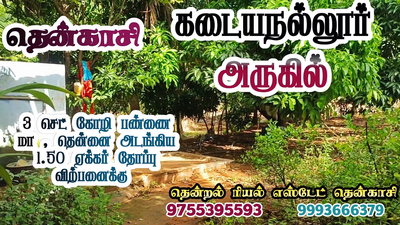 #தென்காசி || கடையநல்லூர் அருகில் || 3 செட் கோழி பண்ணை மாமரங்கள் அடங்கிய1.5 ஏக்கர் தோப்பு விற்பனைக்கு
